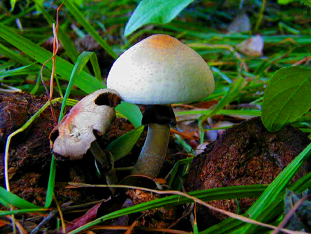 Psilocybin Shroom